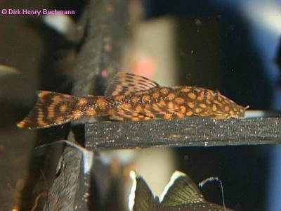 Ancistrus Rotpunkt Ancistrus Rotpunkt