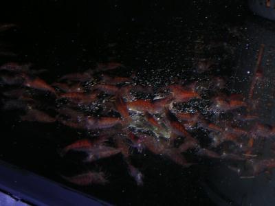 Rote Tüpfel 2 Rote Tüpfel 2