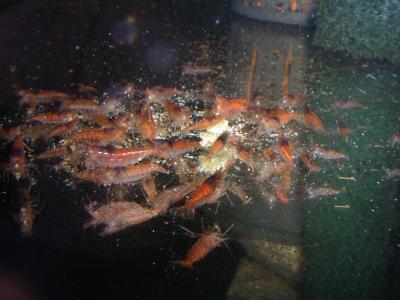 Rote Tüpfel 3 Rote Tüpfel 3