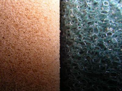 Schwammporen Schwammporen