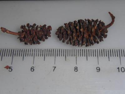 Erlenzapfen Erlenzapfen