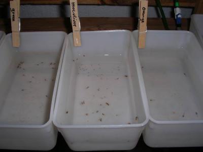 Dippcher mit Eier Dippcher mit Eier