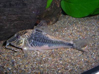 C. semiaquilus M72 C. semiaquilus M72