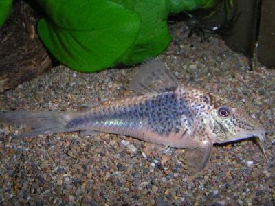 C. semiaquilus W81 mit Laichansatz C. semiaquilus W81 mit Laichansatz